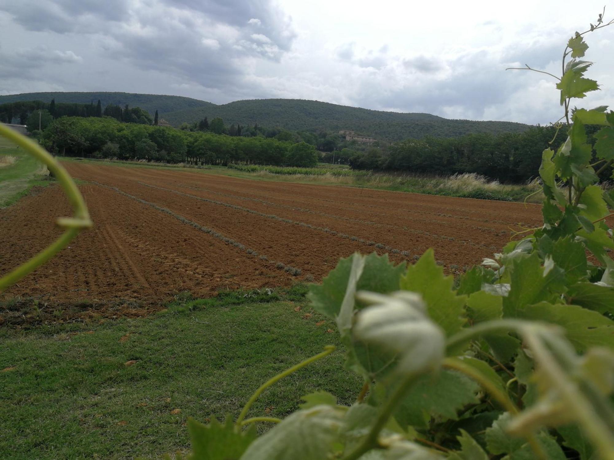 Claudia Vacanza Toscana - Appartamento Melograno -10 Min Da Siena Sovicille Zimmer foto