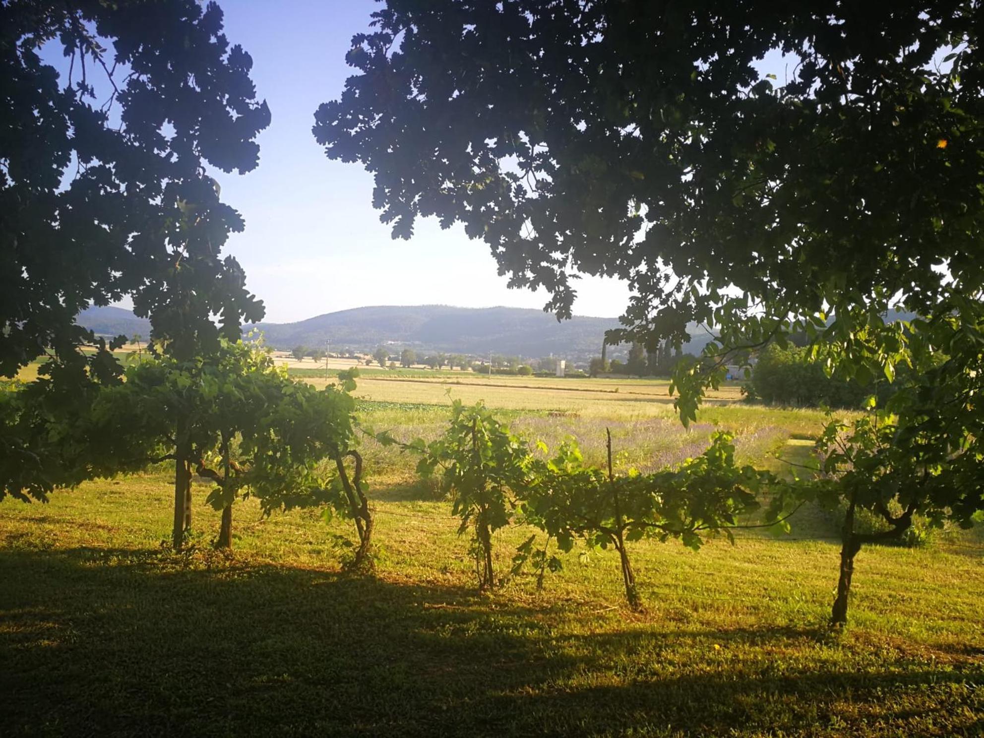 Claudia Vacanza Toscana - Appartamento Melograno -10 Min Da Siena Sovicille Exterior foto